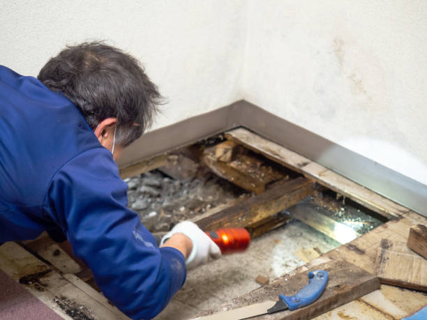 Best Crawl Space Mold Removal  in Ravenna, MI