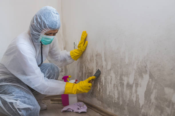Best Best Mold Removal Companies  in Ravenna, MI
