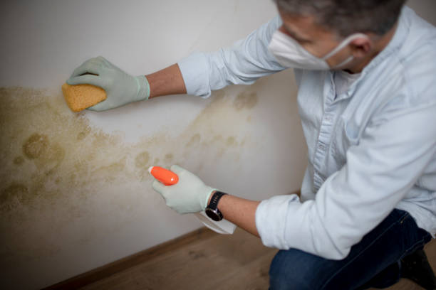 Mold Removal and Inspection in Ravenna, MI