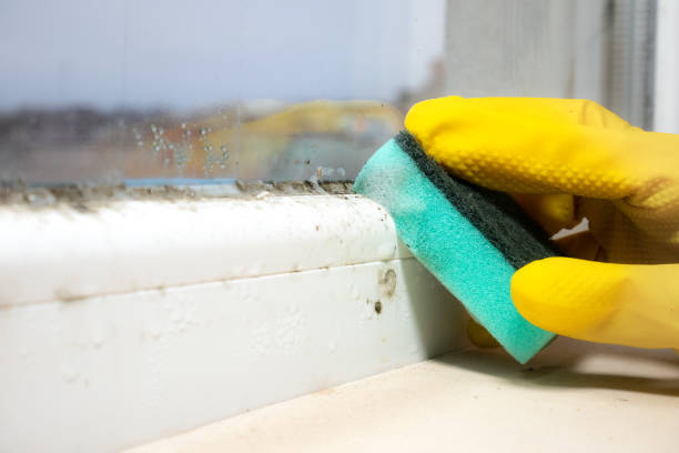 Best Mold Remediation  in Ravenna, MI