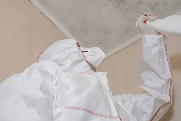 Best Affordable Mold Removal  in Ravenna, MI