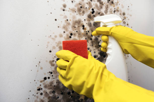 Best Local Mold Removal Service  in Ravenna, MI