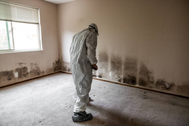 Best Mold Removal Near Me  in Ravenna, MI