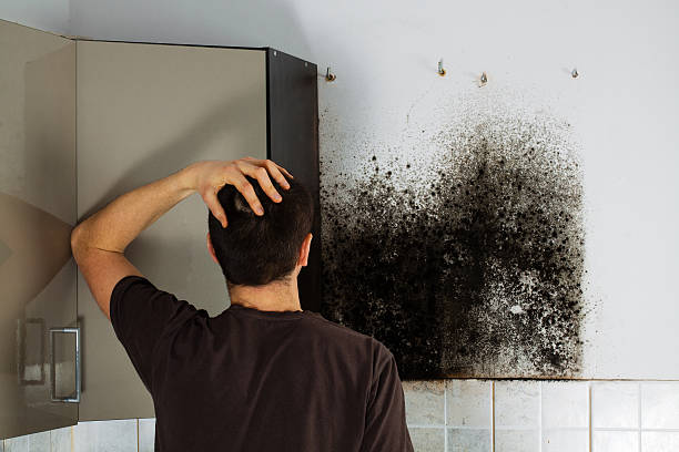 Mold Removal Process in Ravenna, MI